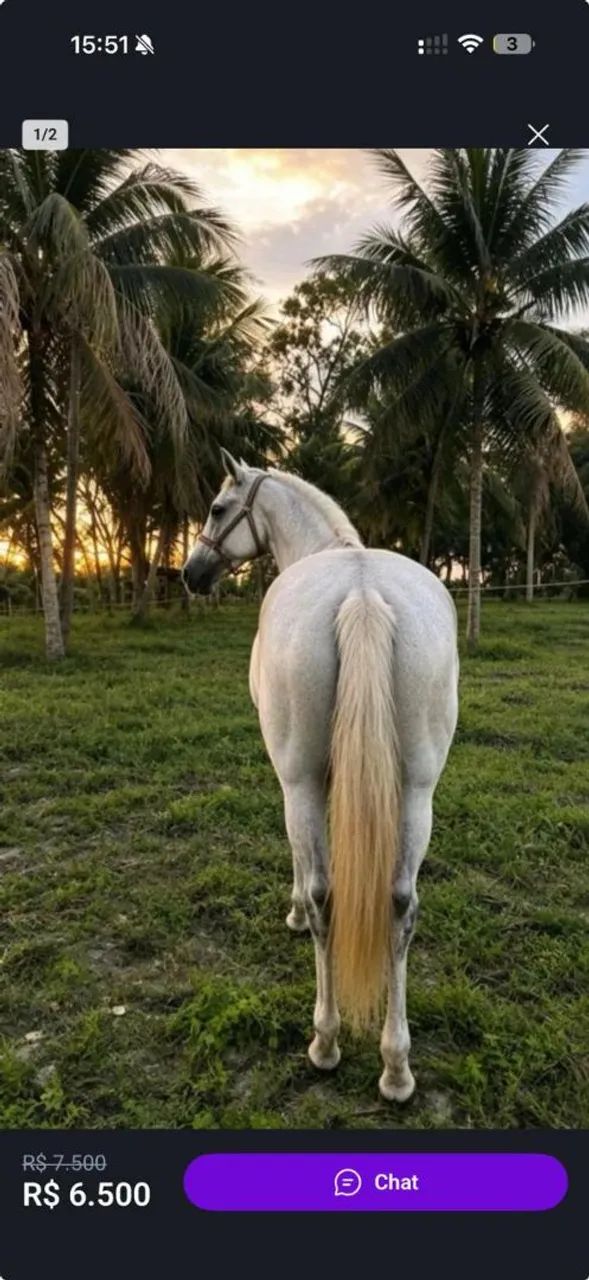 Égua sem BQM - Foto 2