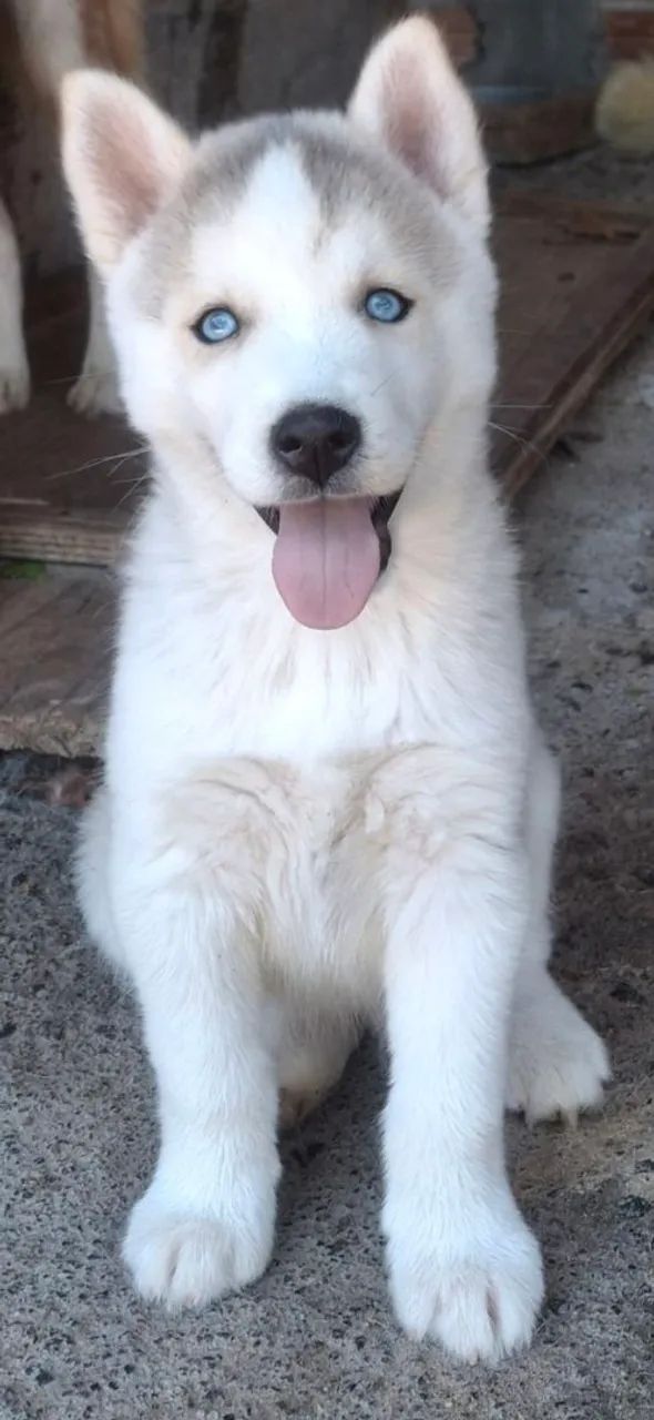 filhotes  de husky siberiano  - Foto 2