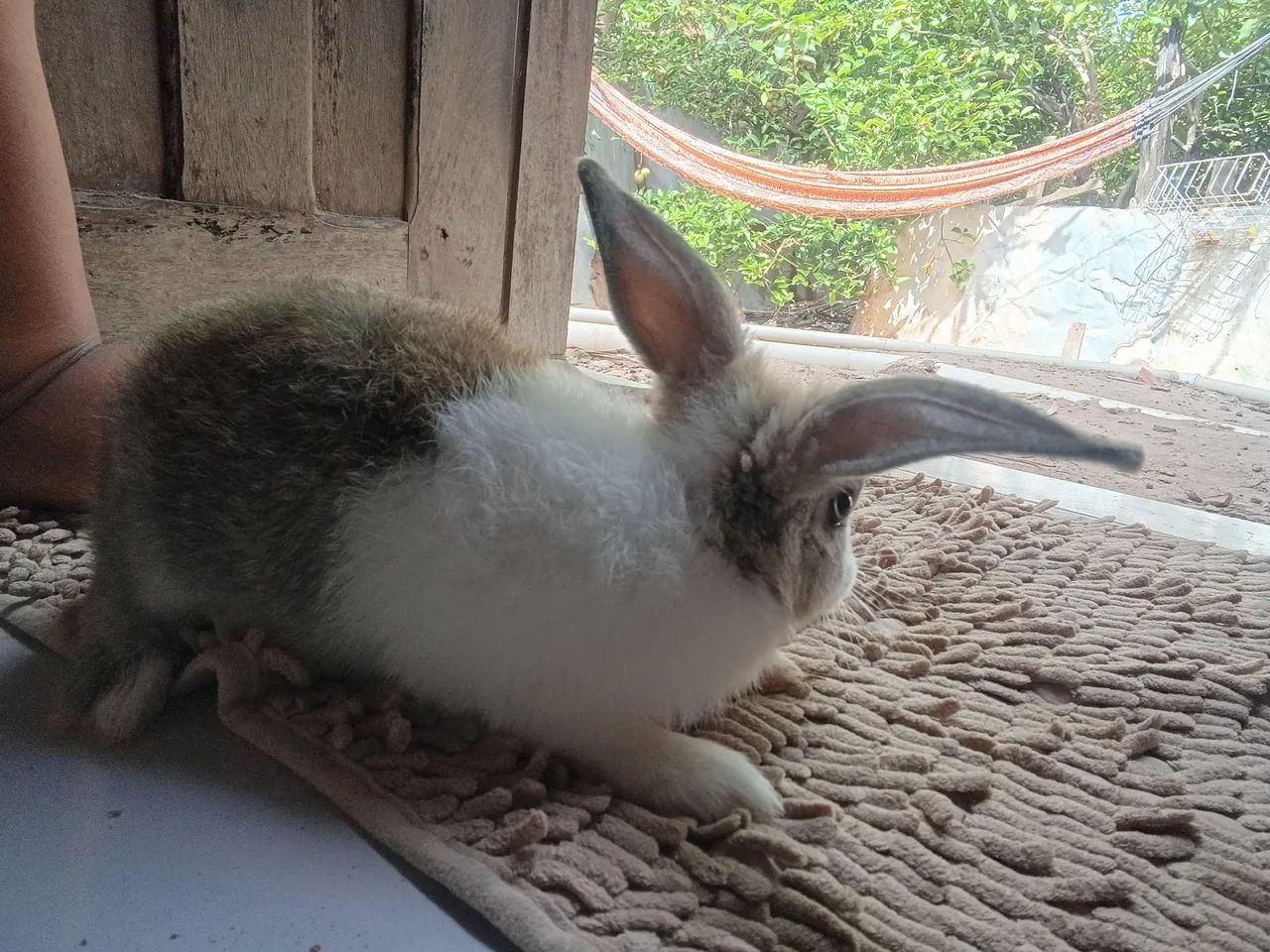 Vendo coelhos - Foto 4
