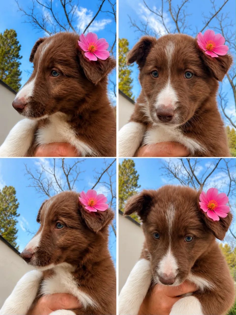 Filhotes de Border Collie com 2 meses - Foto 4