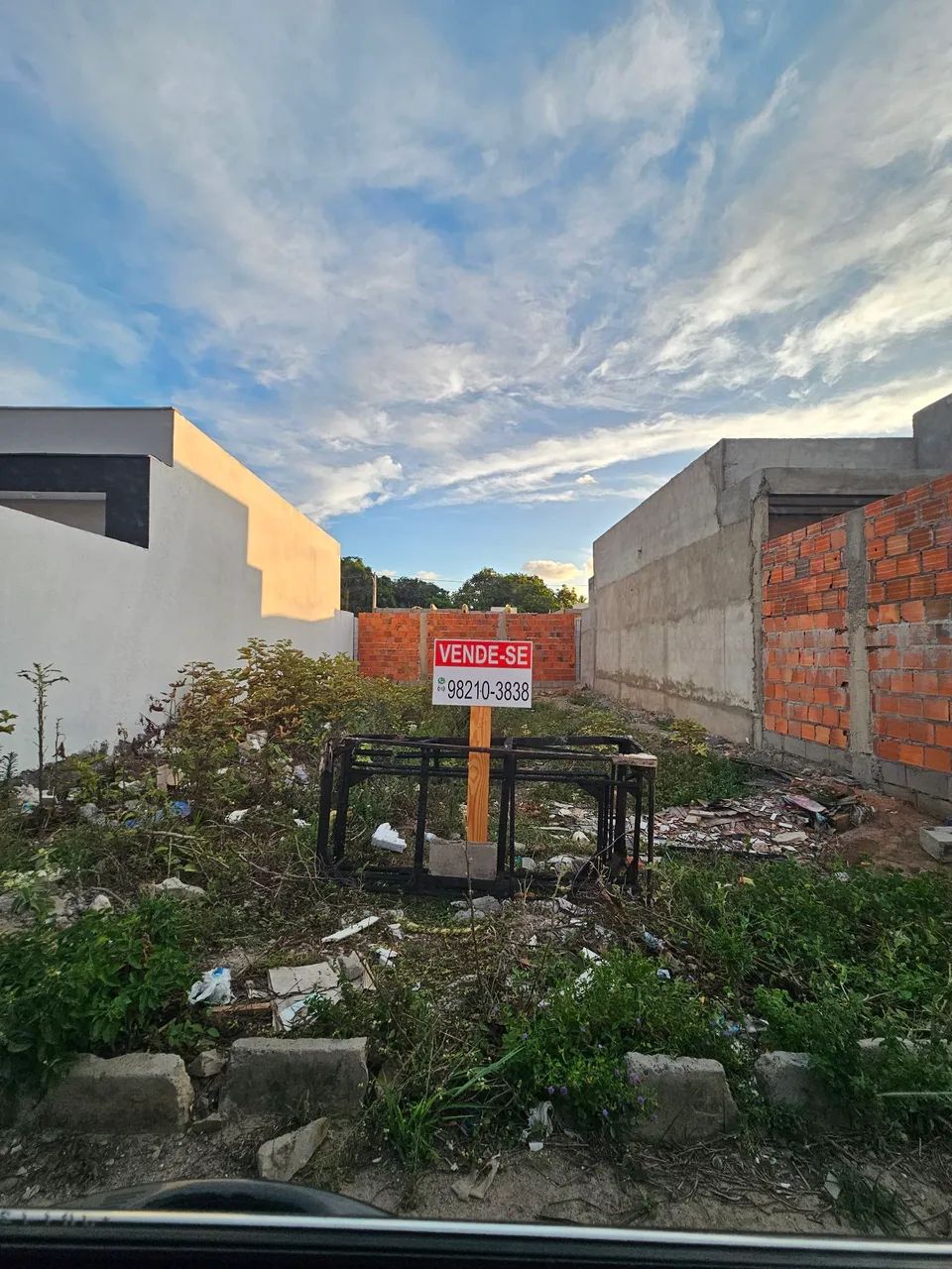 Foto - Feira de Santana - Papagaio