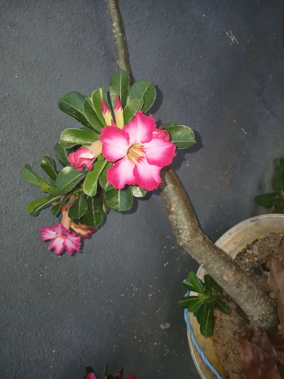Vende-se 4 rosas do deserto  - Foto 2