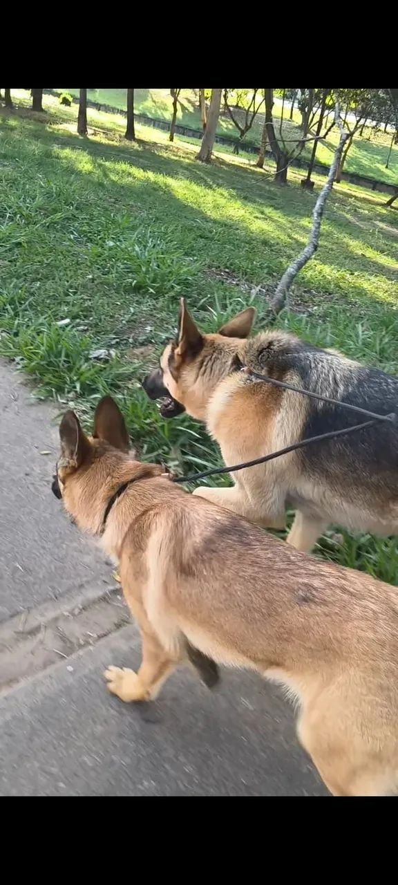 Passeador de Cães (Pet Walker) - Mogi Guaçu - Foto 4