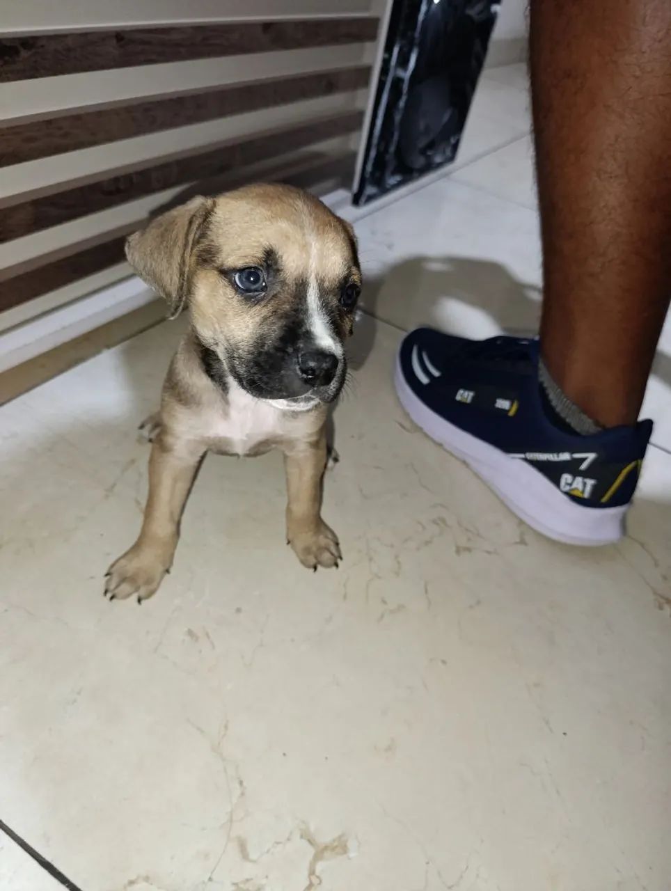 Vendo filhote 300,00  - Foto 3