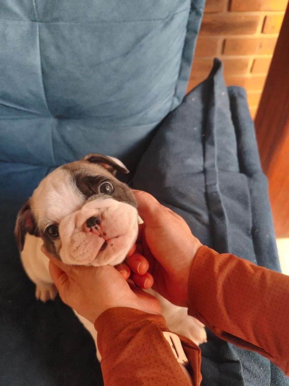 Bulldog francês  - Foto 4