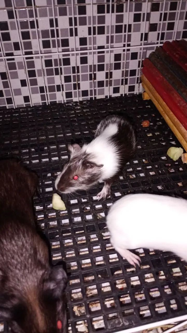 Porquinho da índia  - Foto 3