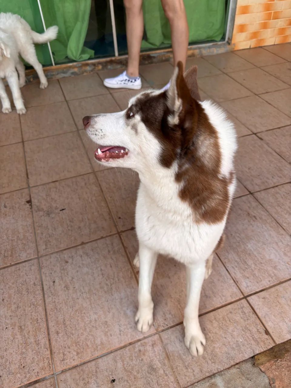 Doação de Husky siberiano  - Foto 2