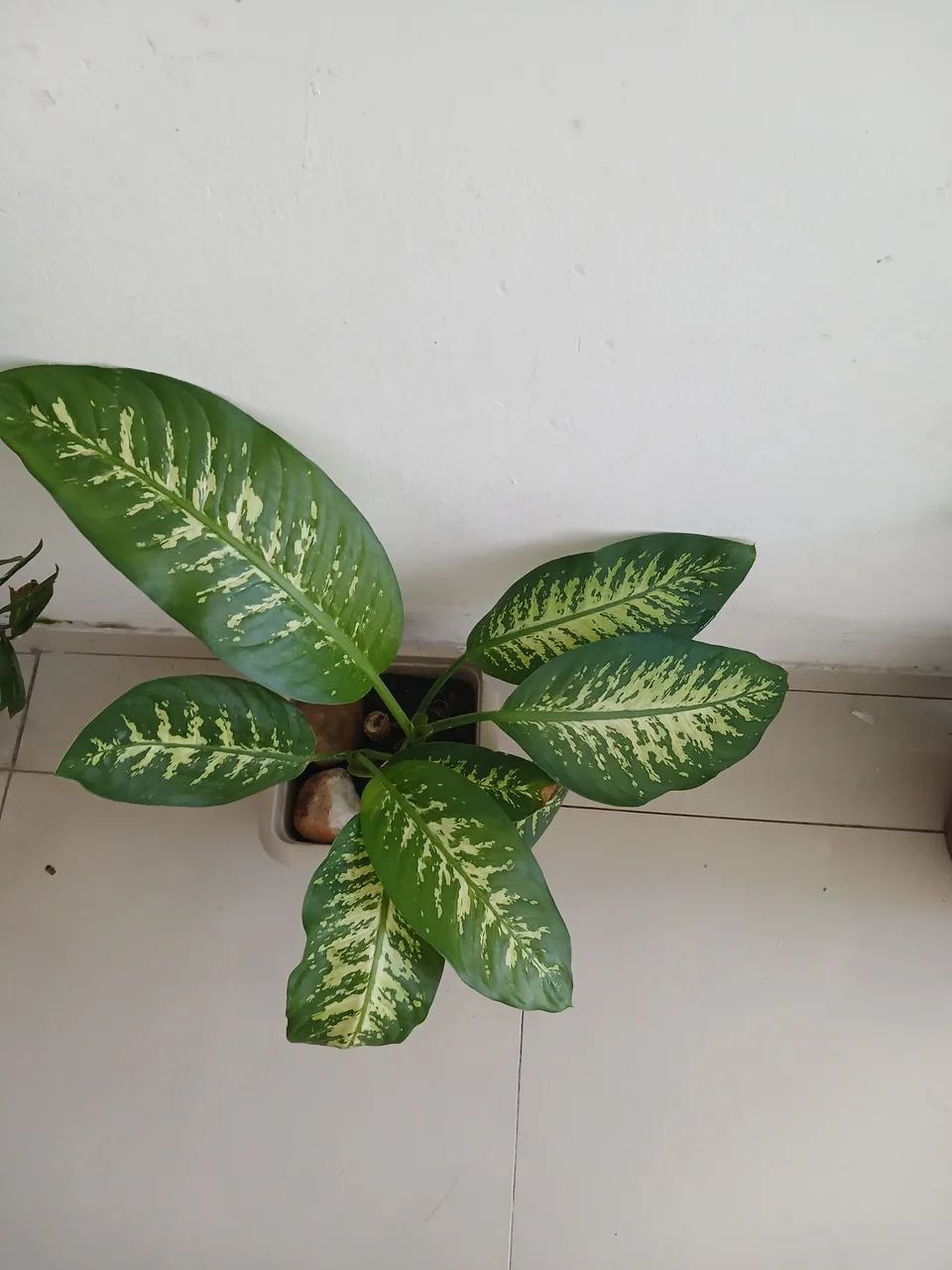 Planta comigo ninguém pode 