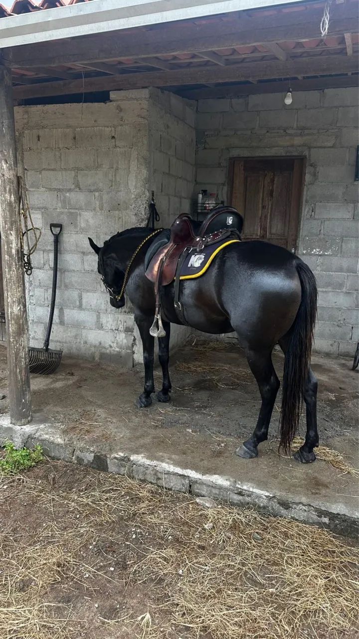 Vendo essa linda égua preta registrada  - Foto 4