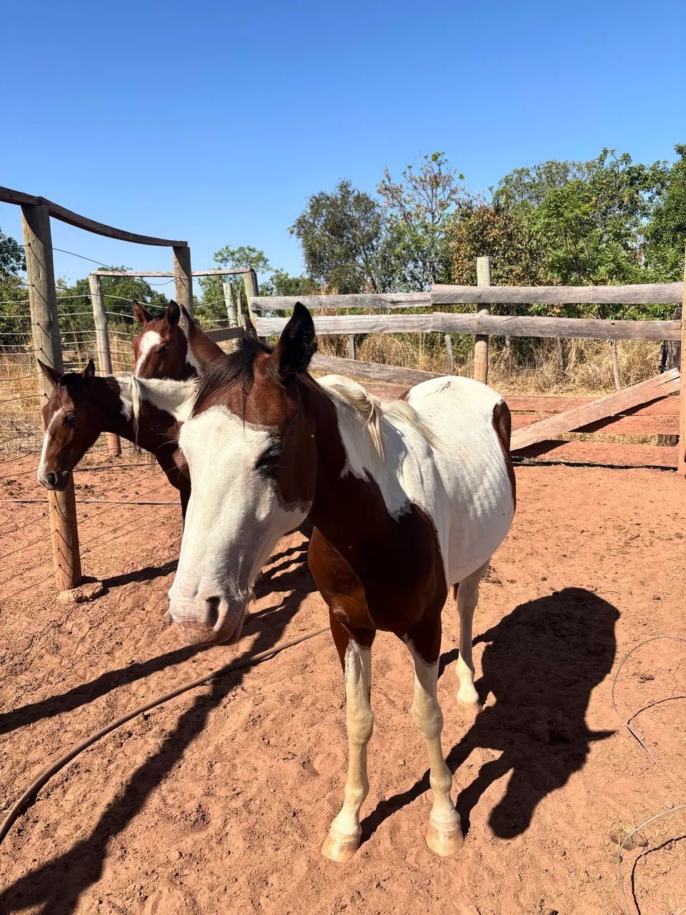 Vendo cavalos