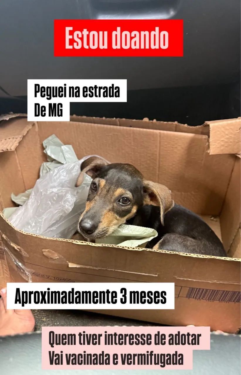 Doação cachorro filhote 3 meses 