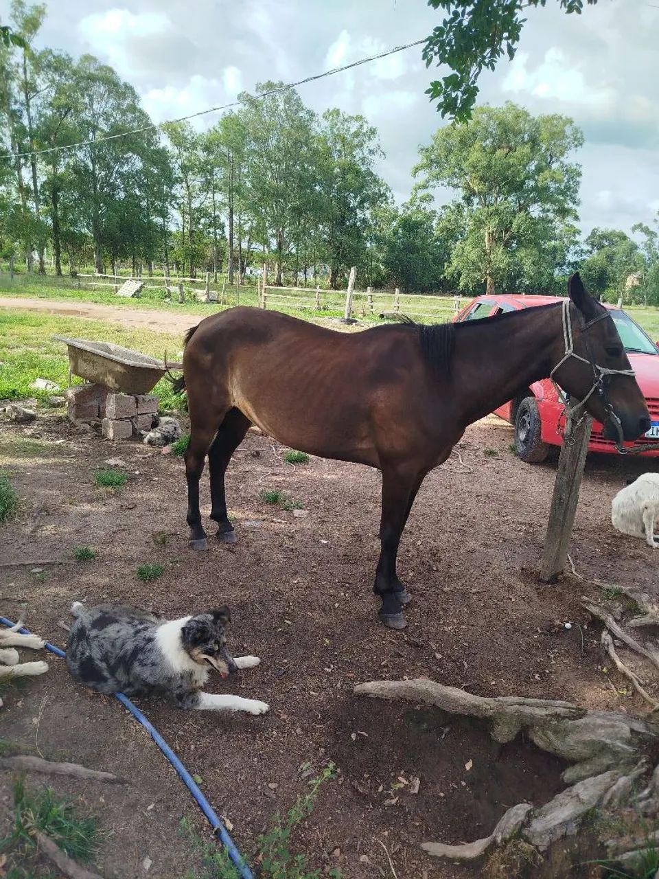 Cavalo domado manso whats *