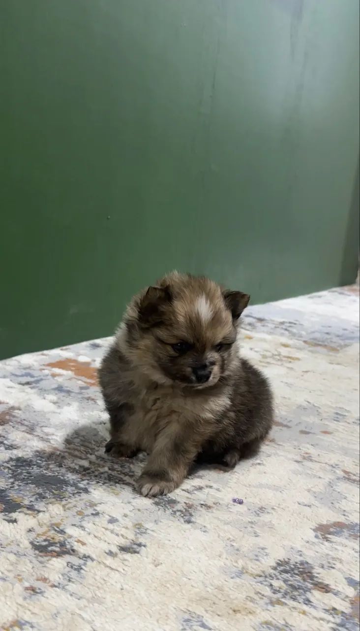 Filhote Lulu da pomerania 