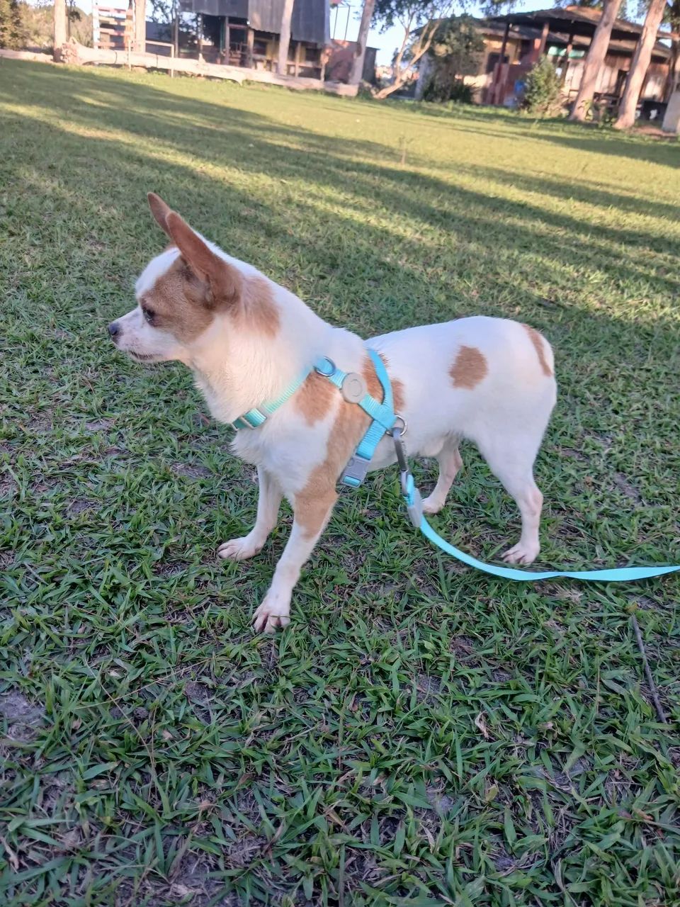 Chihuahua  macho  - Foto 5