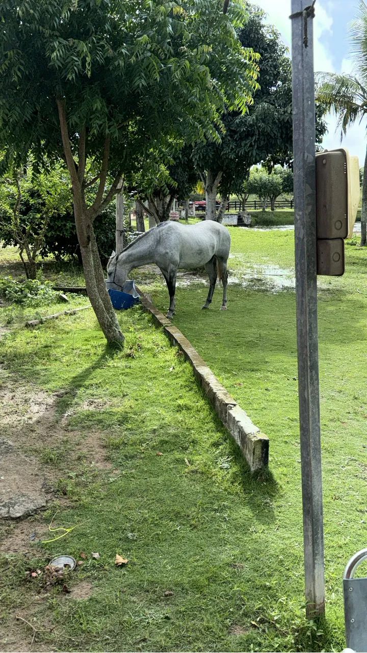 Égua mestiça boa - Foto 3
