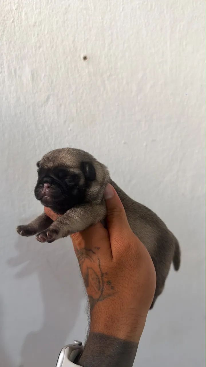 Pug - Foto 4