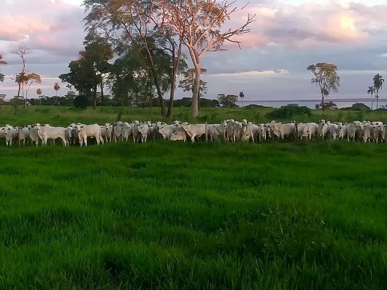 Imóvel para venda FAZENDA À VENDA | BATAGUASSU / MS