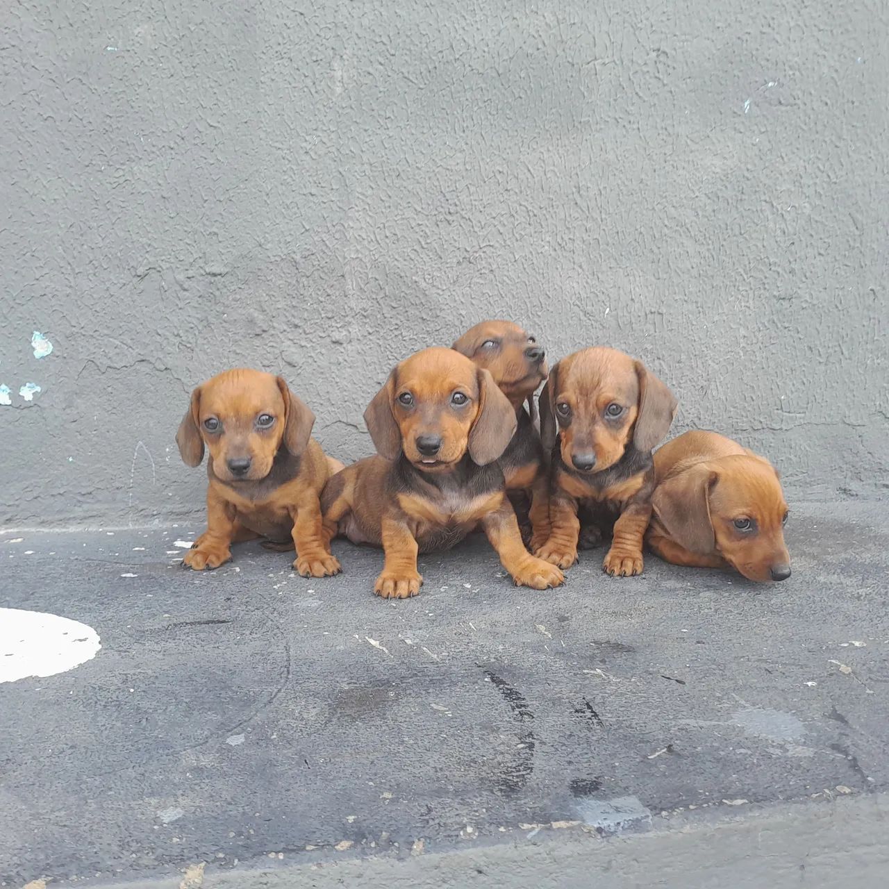 Cachorro 