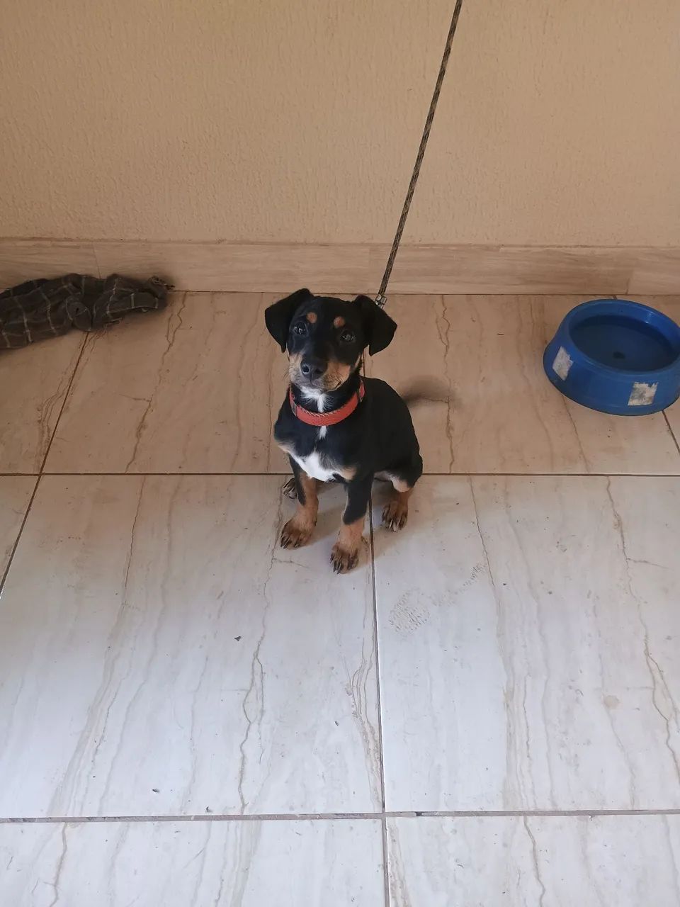 Doação cachorro  - Foto 3