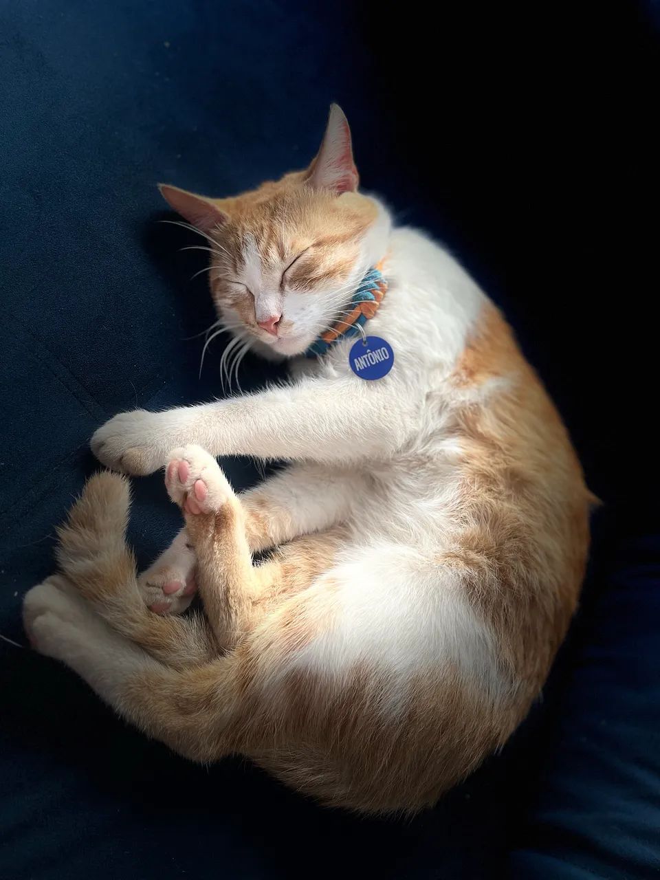 Doa-se gato super dócil  - Foto 4
