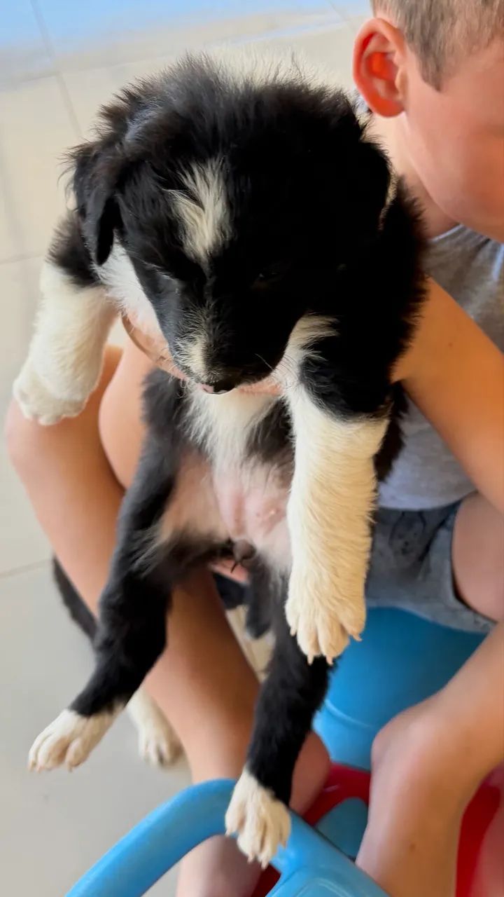 Filhotes de BORDER COLLIE 100%puro MACHO - Foto 3