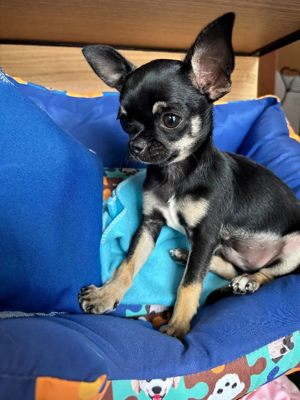 Chihuahua macho com pedigree. - Foto 3