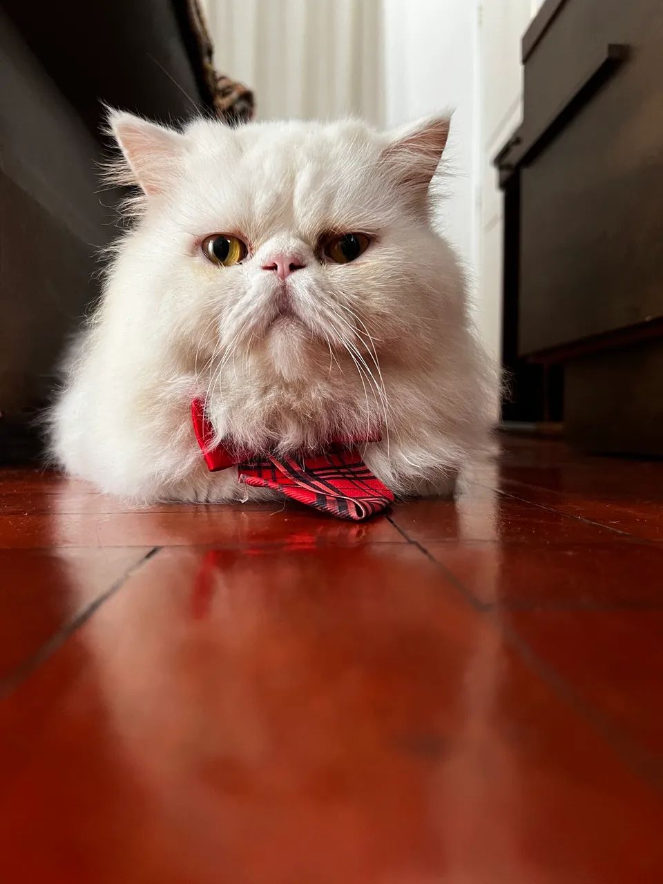 Gato Persa ? - Foto 2