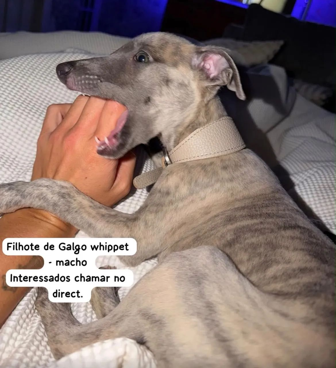 Whippet - Foto 3