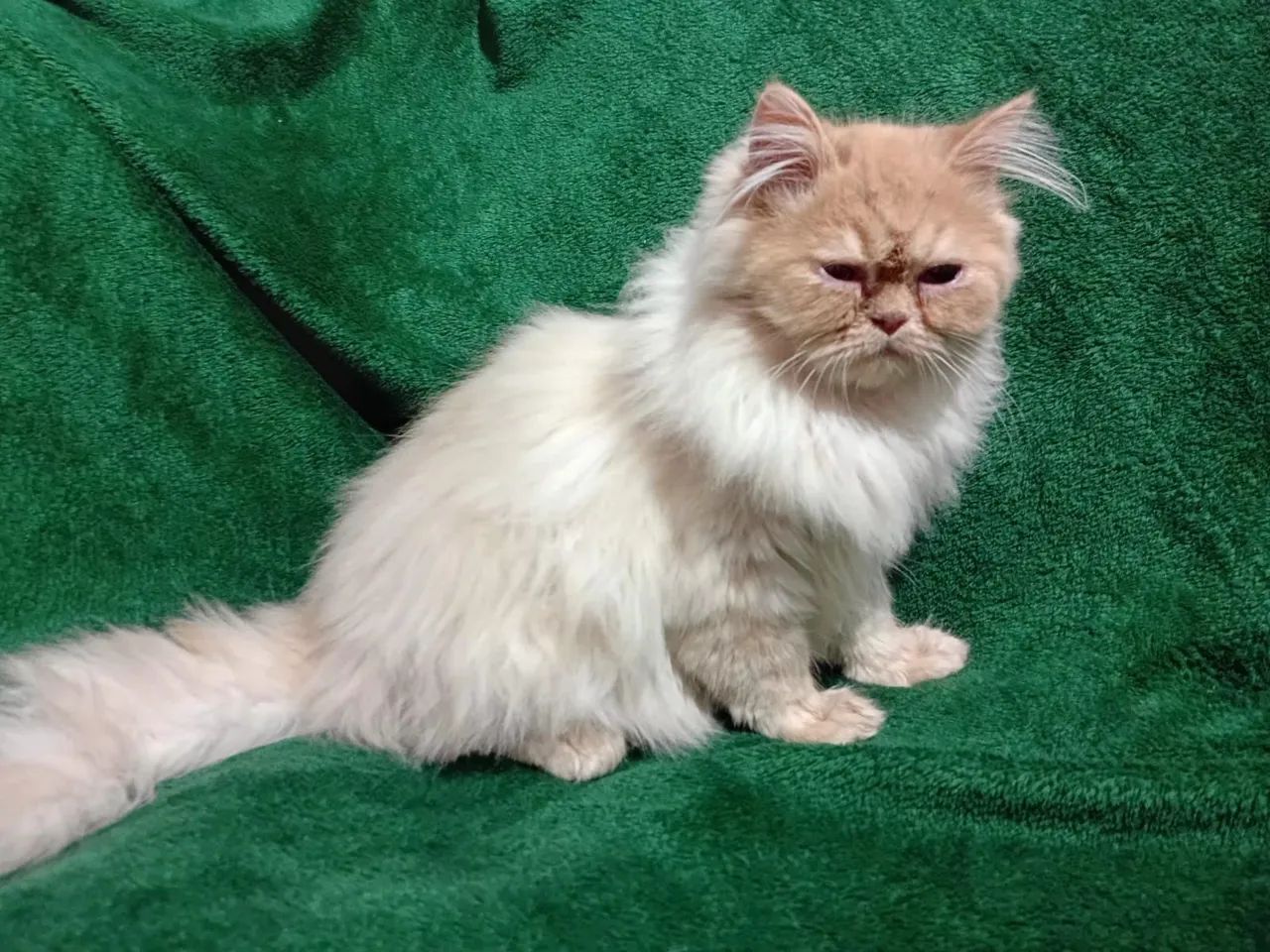 Gato Persa 8 meses - Não castrado - Foto 4