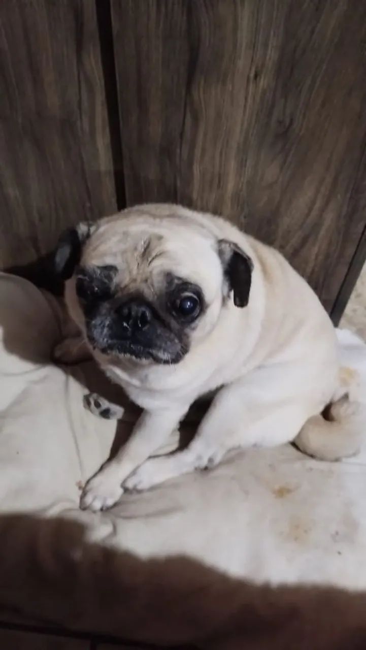 Pugs fêmea e macho - Foto 4