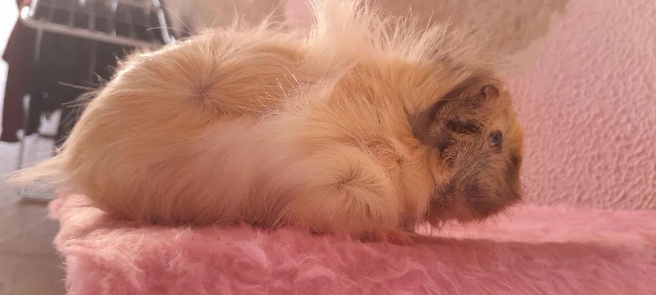 Porquinho da Índia Fêmea  - Foto 2