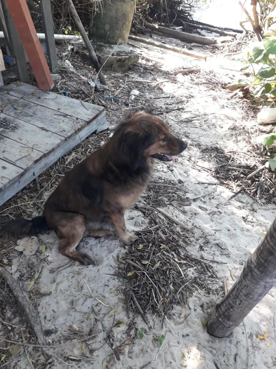 Adoção responsável  - Foto 3