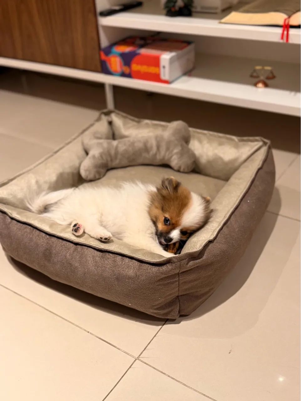 Cama pet com brinde  - Foto 4