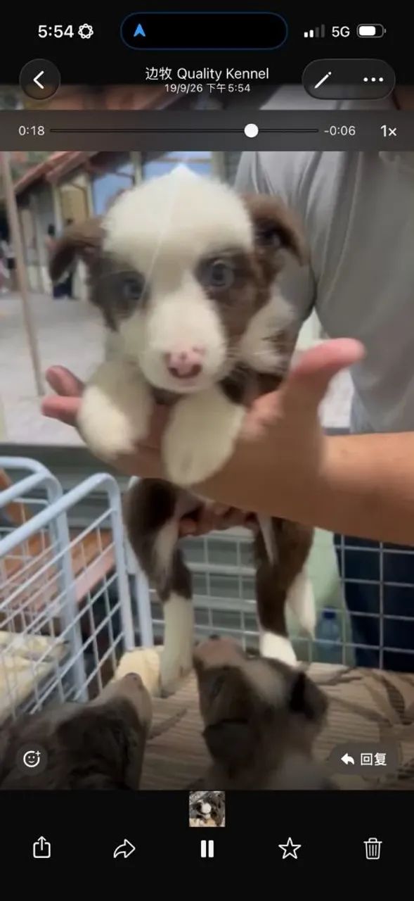 border colie macho e femea