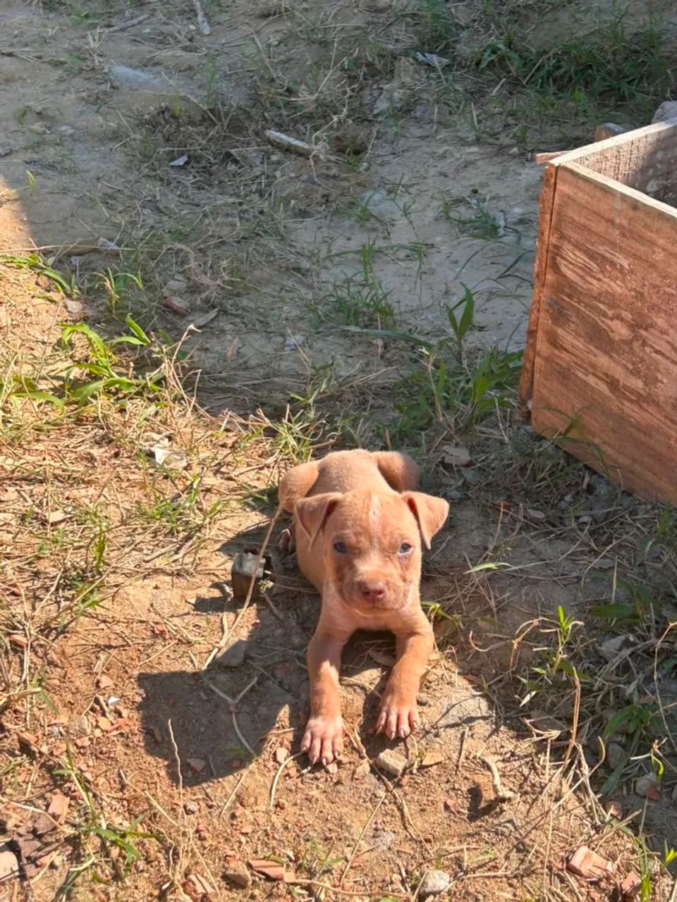 Filhotes de Pitbull  - Foto 2