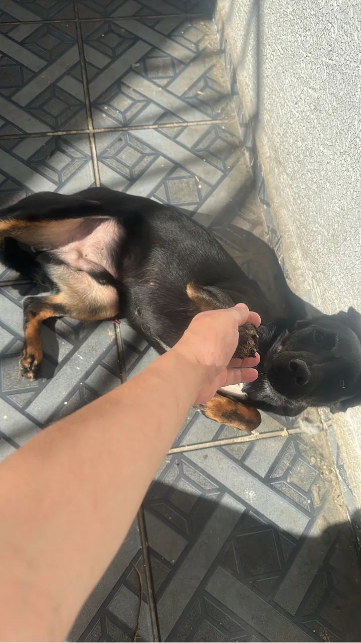 Doação de animais  - Foto 2