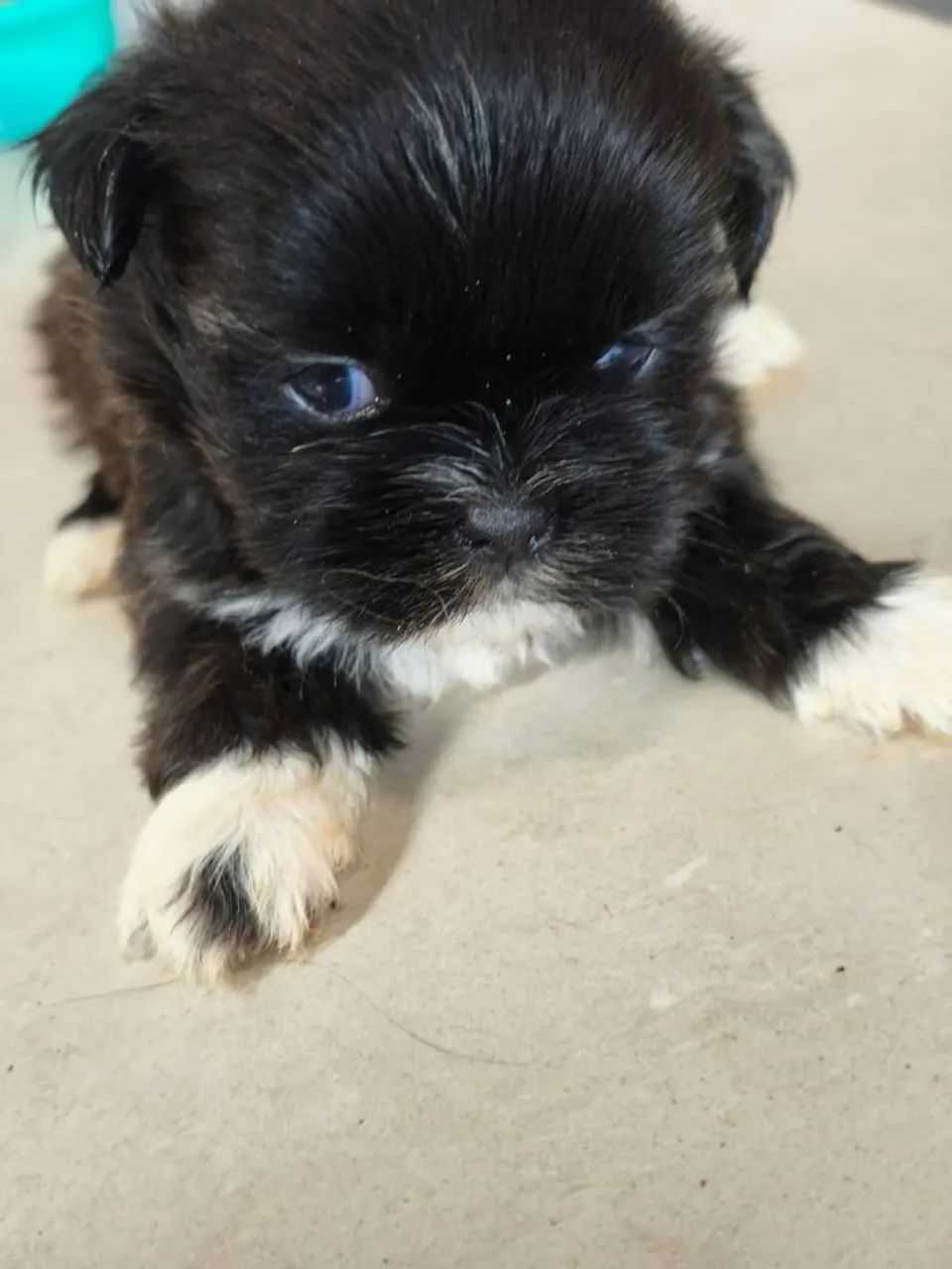 Lhasa apso macho - Foto 2