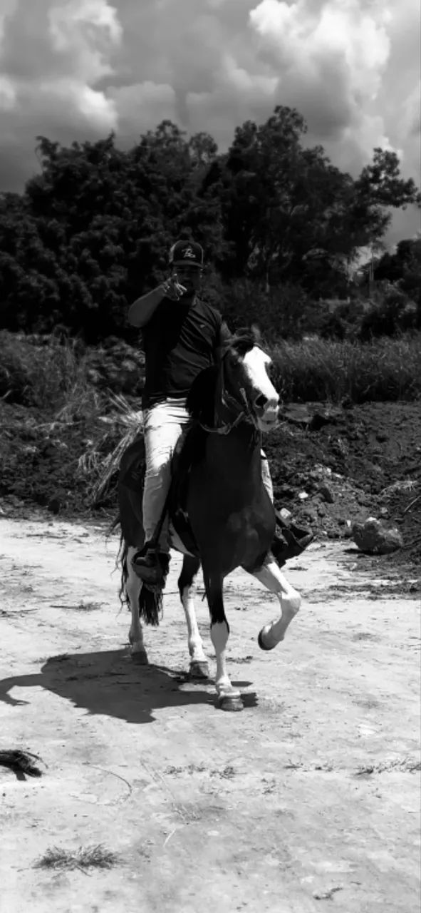 Cavalo mangalarga marchador registrado  - Foto 4