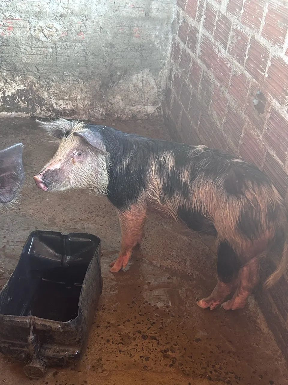 Vendo leitoa caipira 