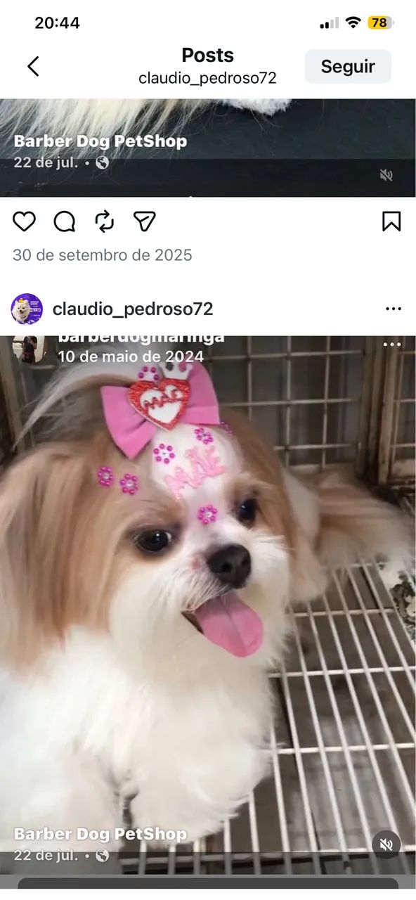 Barber dog - Foto 3