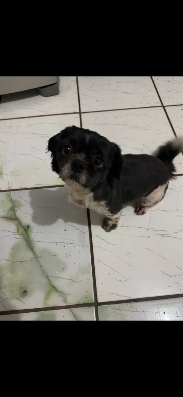 Shih tzu - Foto 4