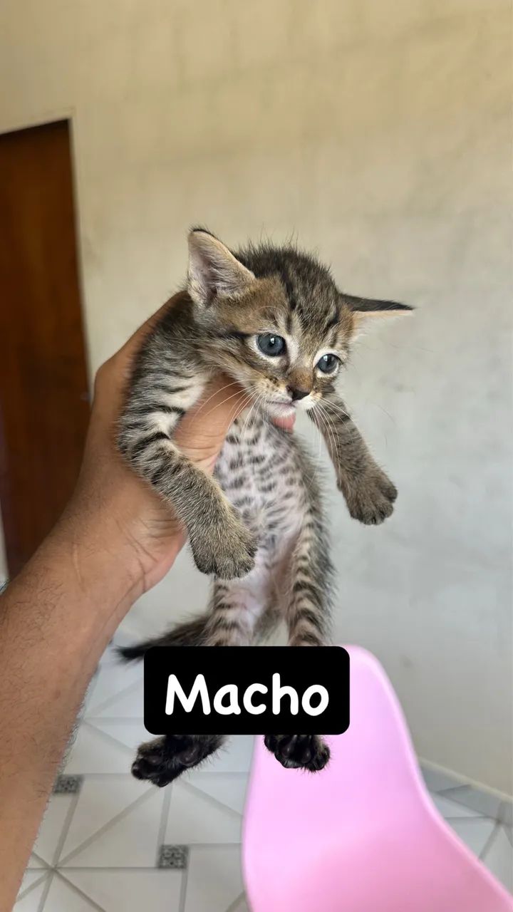 Doção  - Foto 3