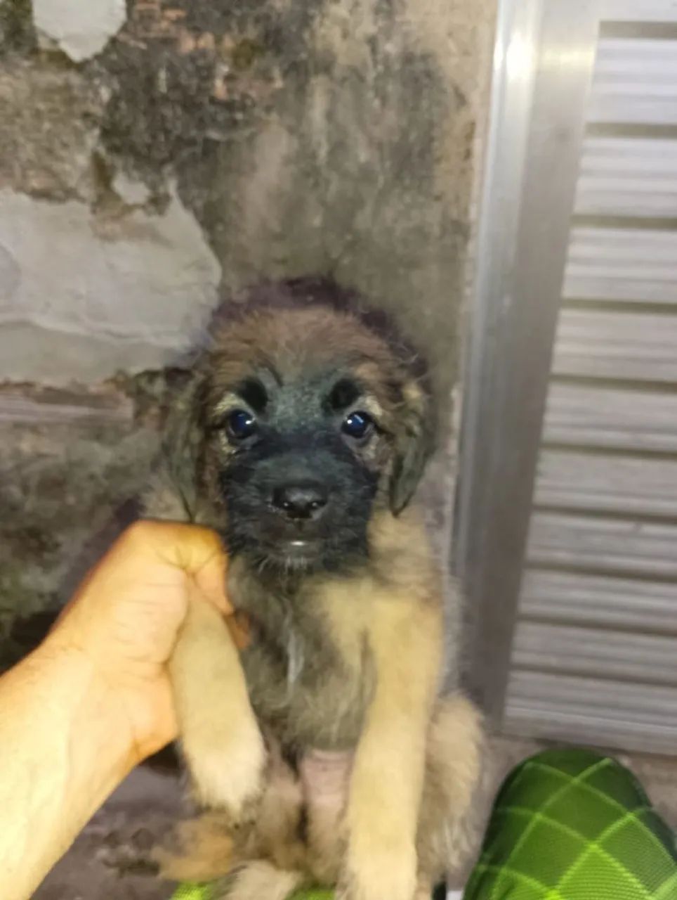 Doa-se cachorrinho  - Foto 5