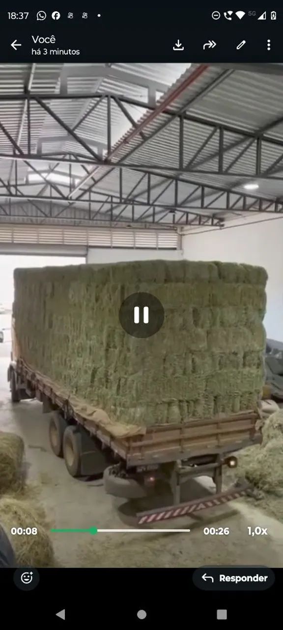 VD FENO DE TIFITON O MELHOR DA REGIÃO , SACO DE MILHO 50 KG , SILAGEM DE MILHO  - Foto 6