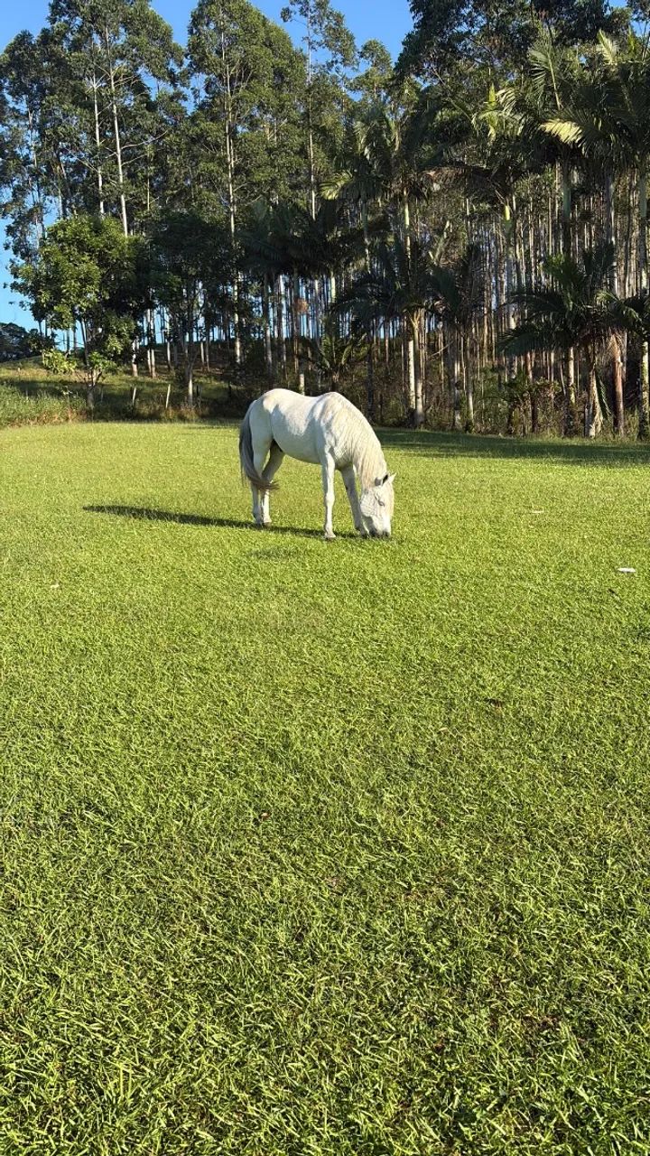 Cavalo mangalarga marchador  - Foto 6