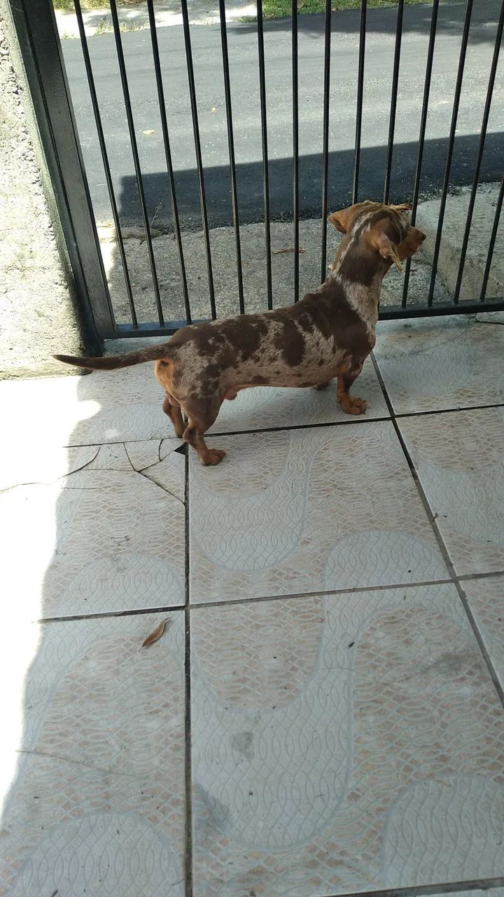 Dachshund mini macho para cruza - Foto 2