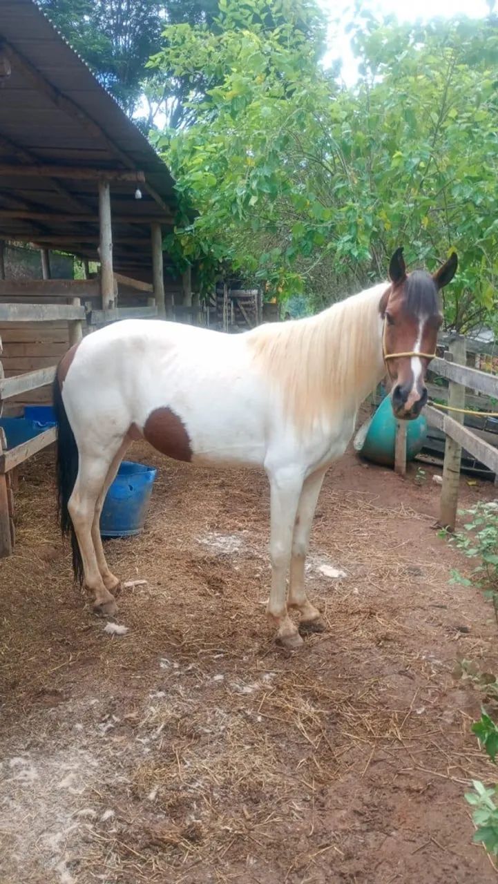 Cavalo pampa  - Foto 4