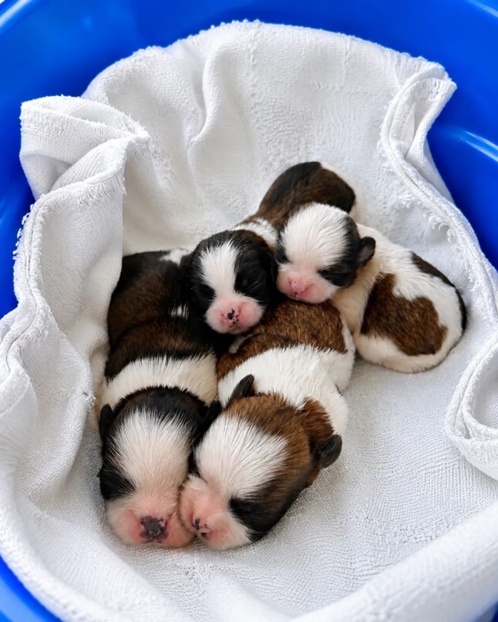 Shihtzu 