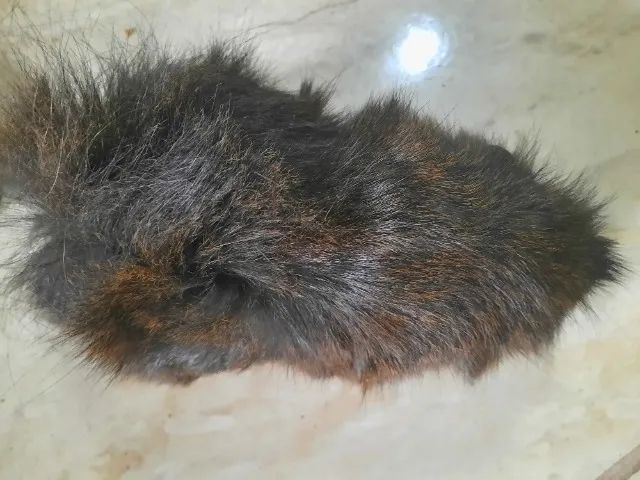 Porquinho da índia Angorá - Foto 2