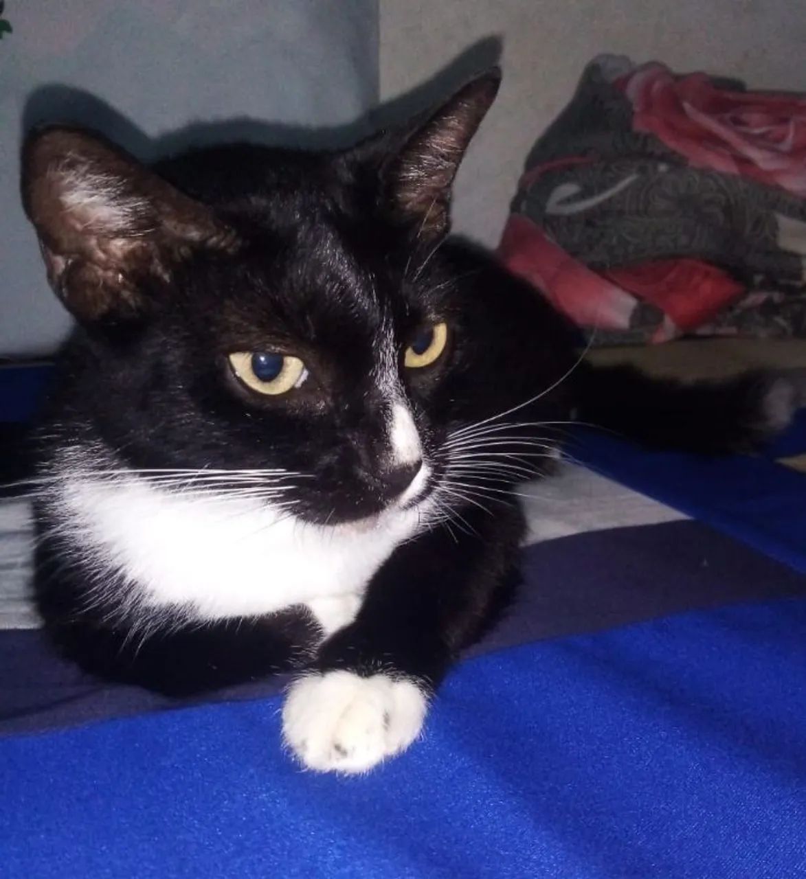 Adoção responsável - Gata castrada  - Foto 3